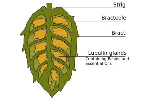 Our Cherry Hill and Camden County, NJ area patients know that the hops used to make beer can have many benefits for their oral health. 