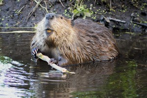 A beaver